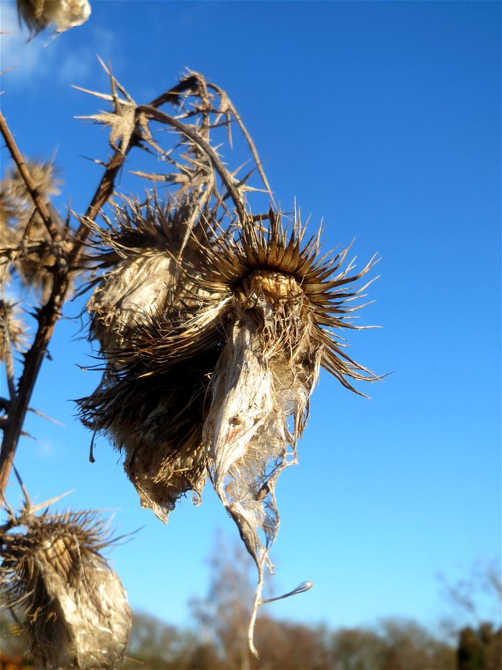Gewöhnliche Kratzdistel (Cirsium vulgare) bei Neulußheim (Gemarkung Altlußheim)