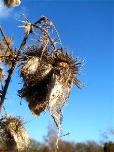 Gewöhnliche Kratzdistel (Cirsium vulgare) bei Neulußheim (Gemarkung Altlußheim)
