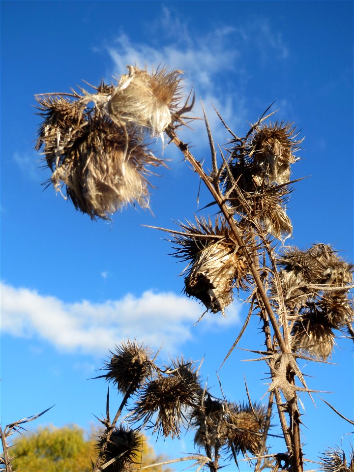 Gewöhnliche Kratzdistel (Cirsium vulgare) bei Neulußheim (Gemarkung Altlußheim)