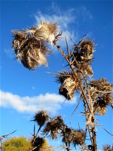 Gewöhnliche Kratzdistel (Cirsium vulgare) bei Neulußheim (Gemarkung Altlußheim)