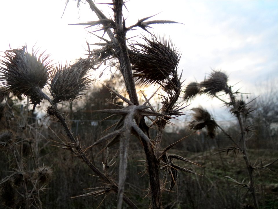 Gewöhnliche Kratzdistel (Cirsium vulgare) auf einer Ruderalfläche in Hockenheim-Talhaus