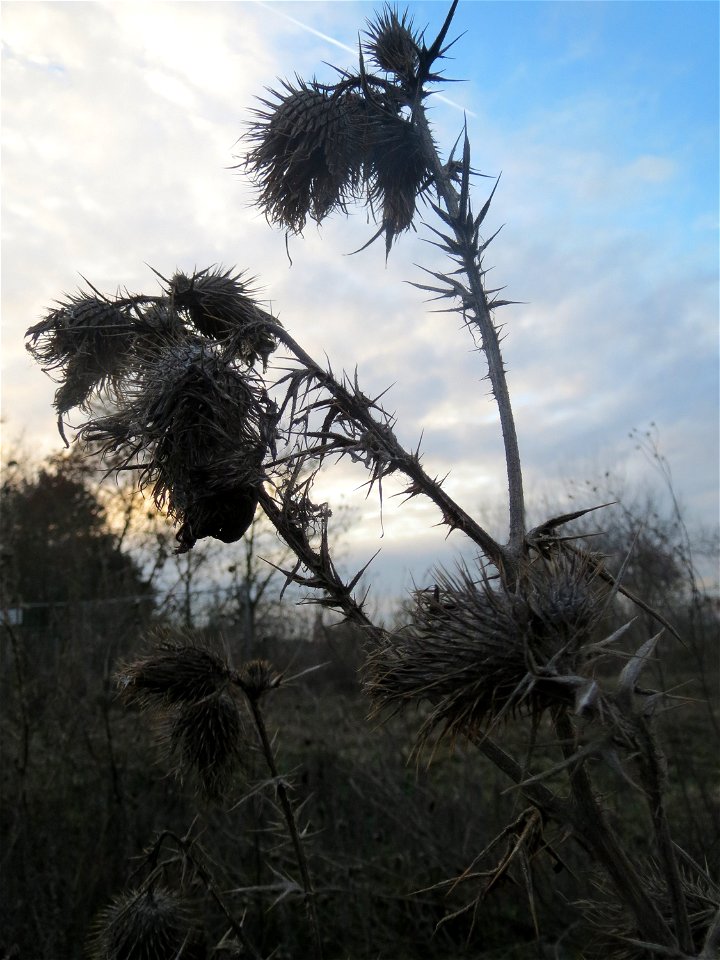 Gewöhnliche Kratzdistel (Cirsium vulgare) auf einer Ruderalfläche in Hockenheim-Talhaus