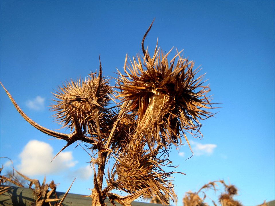 Gewöhnliche Kratzdistel (Cirsium vulgare) in Hockenheim