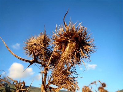 Gewöhnliche Kratzdistel (Cirsium vulgare) in Hockenheim