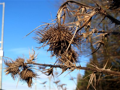 Gewöhnliche Kratzdistel (Cirsium vulgare) am Bahnhof Bruchmühlbach-Miesau