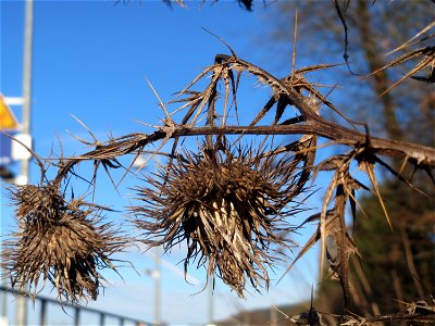 Gewöhnliche Kratzdistel (Cirsium vulgare) am Bahnhof Bruchmühlbach-Miesau