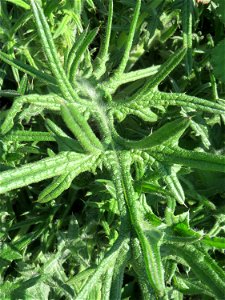 Grundblätter der Gewöhnlichen Kratzdistel (Cirsium vulgare) auf einem Parkplatz in Hockenheim