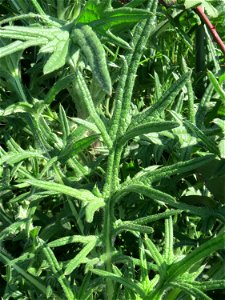 Grundblätter der Gewöhnlichen Kratzdistel (Cirsium vulgare) auf einem Parkplatz in Hockenheim