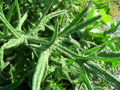 Grundblätter der Gewöhnlichen Kratzdistel (Cirsium vulgare) auf einem Parkplatz in Hockenheim