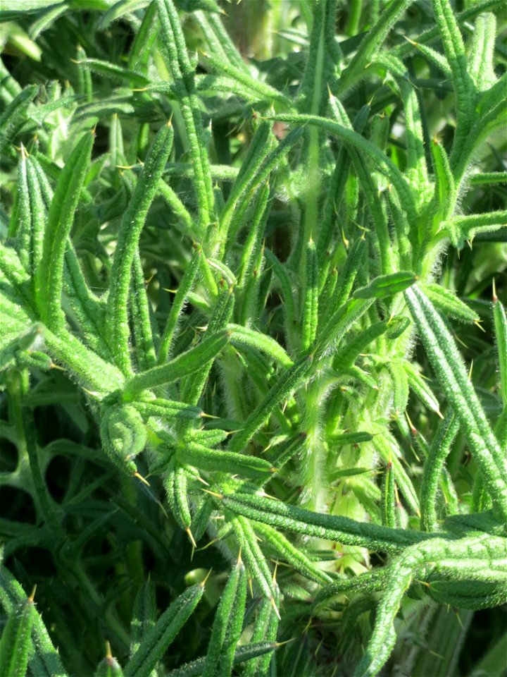 Grundblätter der Gewöhnlichen Kratzdistel (Cirsium vulgare) auf einem Parkplatz in Hockenheim