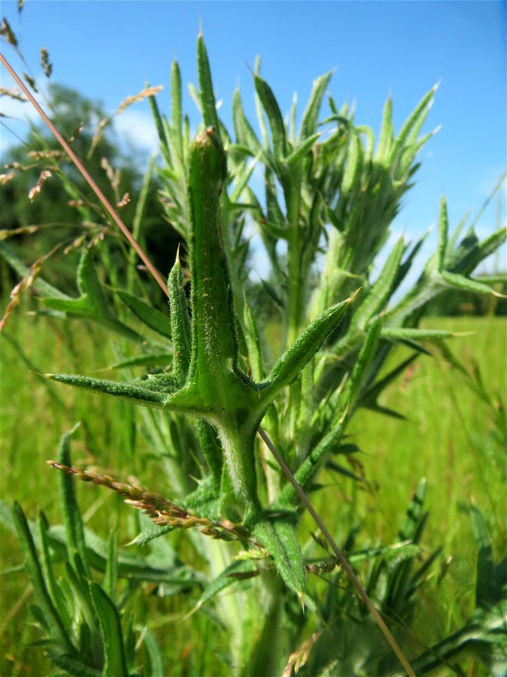 Gewöhnliche Kratzdistel (Cirsium vulgare) im Landschaftsschutzgebiet „Hockenheimer Rheinbogen“