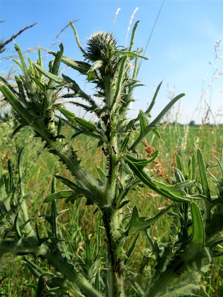 Gewöhnliche Kratzdistel (Cirsium vulgare) im Landschaftsschutzgebiet „Hockenheimer Rheinbogen“