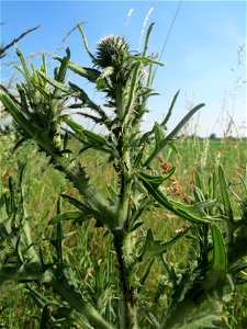 Gewöhnliche Kratzdistel (Cirsium vulgare) im Landschaftsschutzgebiet „Hockenheimer Rheinbogen“