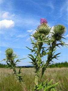 Gewöhnliche Kratzdistel (Cirsium vulgare) in den Horststückern im Landschaftsschutzgebiet „Hockenheimer Rheinbogen“