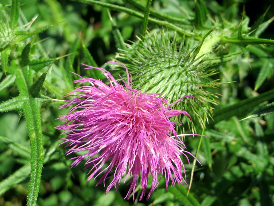 Gewöhnliche Kratzdistel (Cirsium vulgare) im Almet in Sankt Arnual
