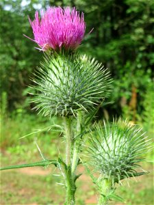 Gewöhnliche Kratzdistel (Cirsium vulgare) im Naturschutzgebiet „Steinbachtal / Netzbachtal“ photo