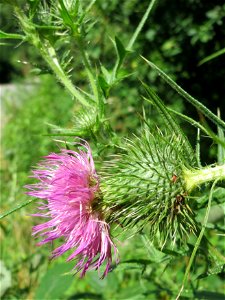 Gewöhnliche Kratzdistel (Cirsium vulgare) im Almet in Sankt Arnual