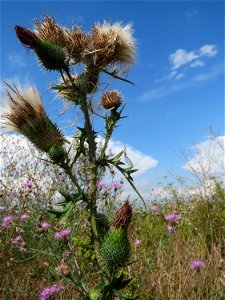 Gewöhnliche Kratzdistel (Cirsium vulgare) bei Wiesbaden-Erbenheim