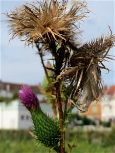 Gewöhnliche Kratzdistel (Cirsium vulgare) auf einer Brachfläche am Messplatz in Hockenheim