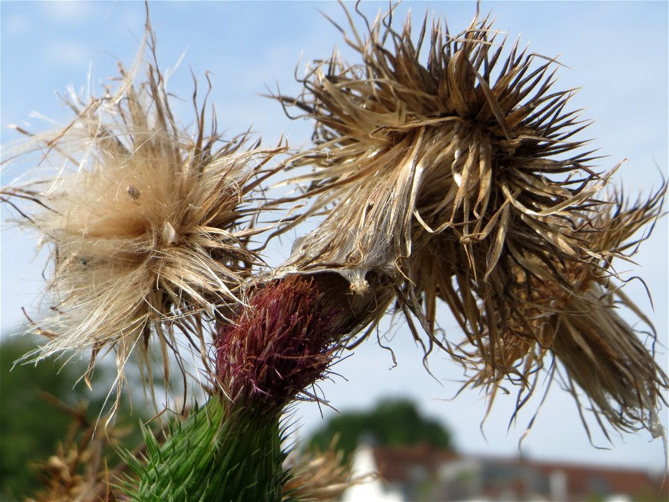 Gewöhnliche Kratzdistel (Cirsium vulgare) auf einer Brachfläche am Messplatz in Hockenheim