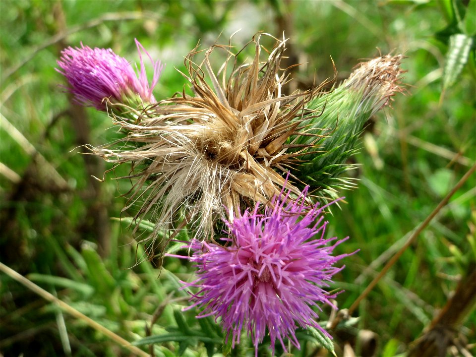 Gewöhnliche Kratzdistel (Cirsium vulgare) auf einer Brachfläche am Messplatz in Hockenheim
