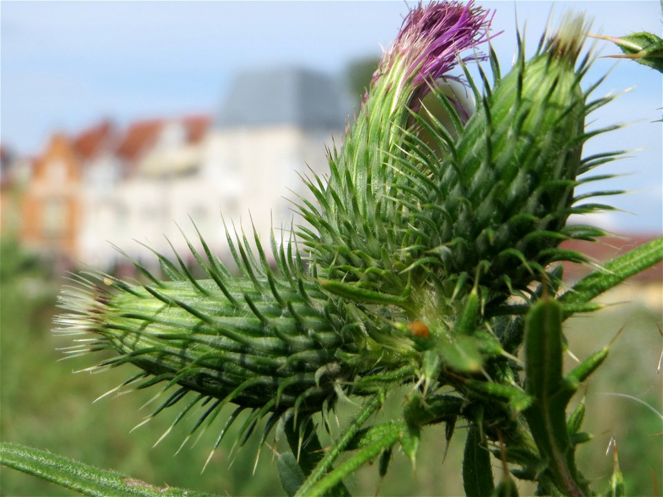 Gewöhnliche Kratzdistel (Cirsium vulgare) auf einer Brachfläche am Messplatz in Hockenheim