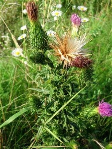 Gewöhnliche Kratzdistel (Cirsium vulgare) auf einer Brachfläche am Messplatz in Hockenheim