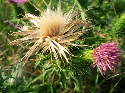 Gewöhnliche Kratzdistel (Cirsium vulgare) auf einer Brachfläche am Messplatz in Hockenheim