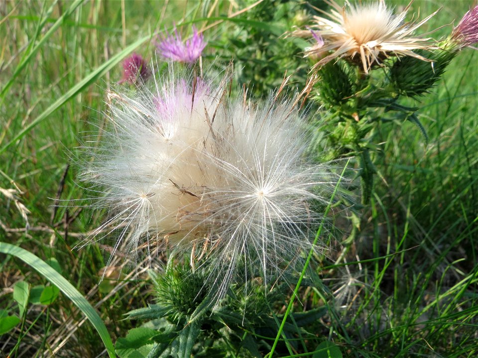 Gewöhnliche Kratzdistel (Cirsium vulgare) auf einer Brachfläche am Messplatz in Hockenheim