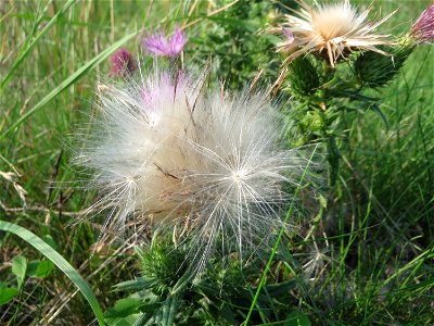 Gewöhnliche Kratzdistel (Cirsium vulgare) auf einer Brachfläche am Messplatz in Hockenheim
