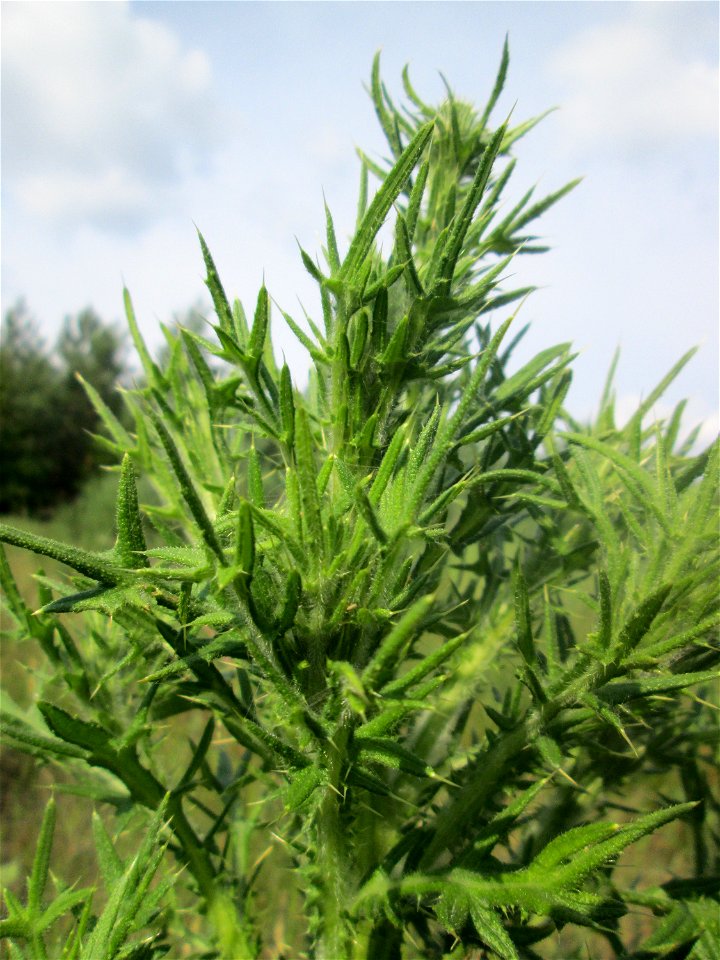 Gewöhnliche Kratzdistel (Cirsium vulgare) in der Schwetzinger Hardt