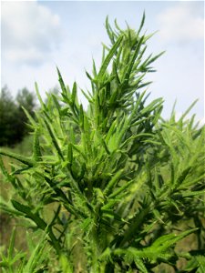 Gewöhnliche Kratzdistel (Cirsium vulgare) in der Schwetzinger Hardt