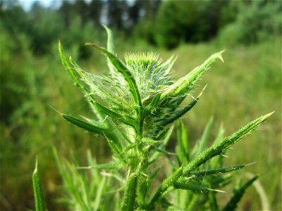Gewöhnliche Kratzdistel (Cirsium vulgare) in der Schwetzinger Hardt