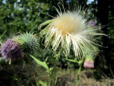 Gewöhnliche Kratzdistel (Cirsium vulgare) nahe am Hockenheimer Baggersee in der Schwetzinger Hardt
