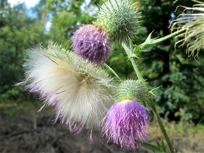 Gewöhnliche Kratzdistel (Cirsium vulgare) nahe am Hockenheimer Baggersee in der Schwetzinger Hardt