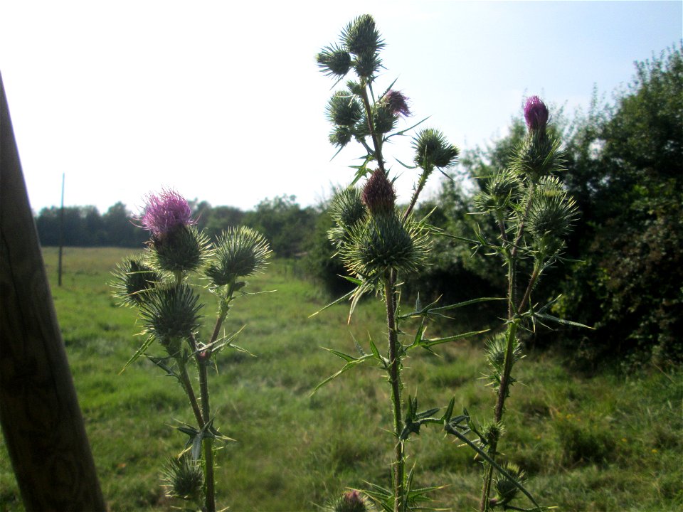 Gewöhnliche Kratzdistel (Cirsium vulgare) im Almet (Sankt Arnual)