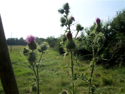 Gewöhnliche Kratzdistel (Cirsium vulgare) im Almet (Sankt Arnual)
