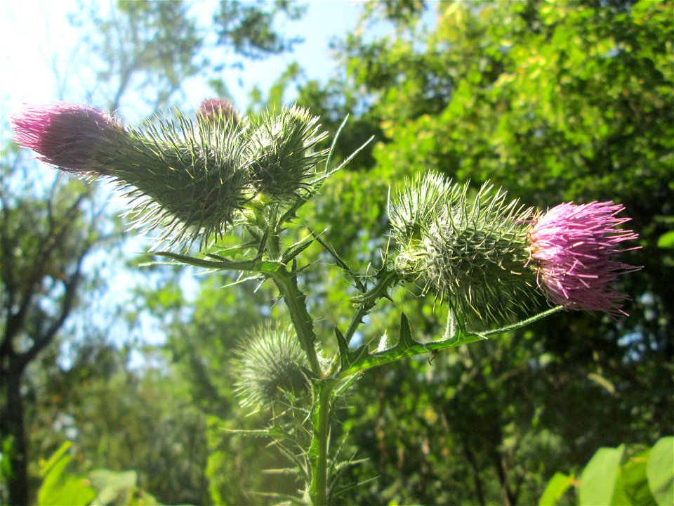 Gewöhnliche Kratzdistel (Cirsium vulgare) im Bürgerpark Saarbrücken
