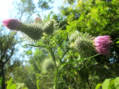 Gewöhnliche Kratzdistel (Cirsium vulgare) im Bürgerpark Saarbrücken photo