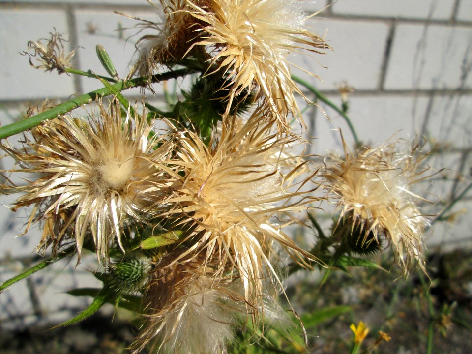 Gewöhnliche Kratzdistel (Cirsium vulgare) in Hockenheim