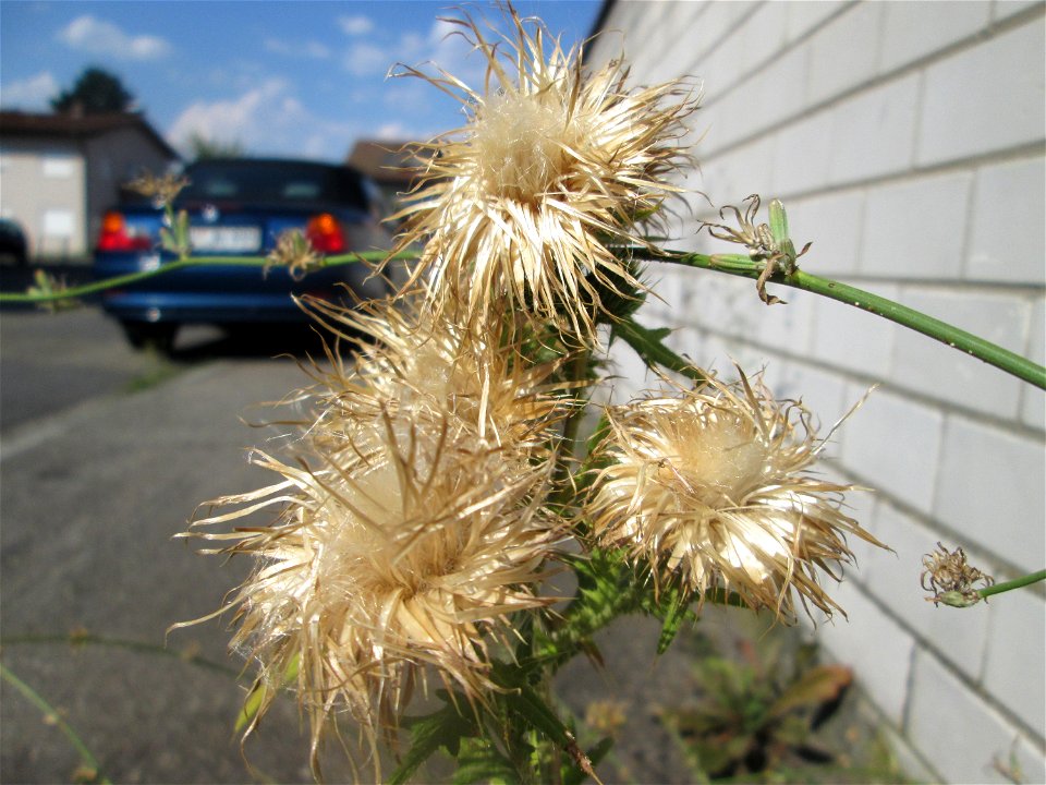 Gewöhnliche Kratzdistel (Cirsium vulgare) in Hockenheim