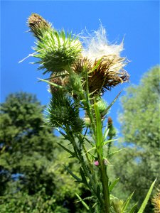 Gewöhnliche Kratzdistel (Cirsium vulgare) im Naturschutzgebiet „St. Arnualer Wiesen“
