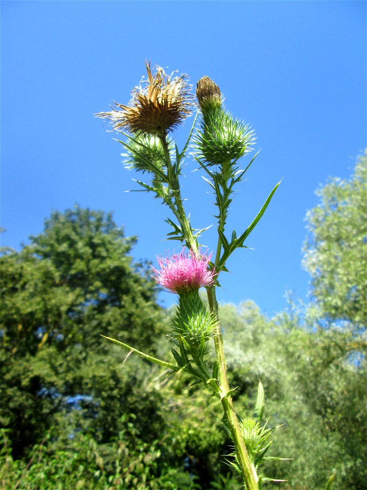 Gewöhnliche Kratzdistel (Cirsium vulgare) im Naturschutzgebiet „St. Arnualer Wiesen“