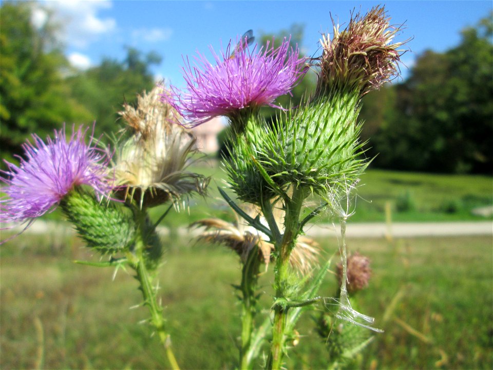 Gewöhnliche Kratzdistel (Cirsium vulgare) am Moscheeweiher im Schwetzinger Schlossgarten