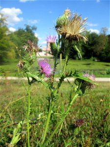 Gewöhnliche Kratzdistel (Cirsium vulgare) am Moscheeweiher im Schwetzinger Schlossgarten