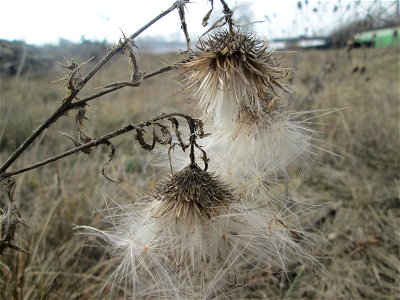 Gewöhnliche Kratzdistel (Cirsium vulgare) auf einer Reptilien- und Insekten-Schutzfläche bei Oftersheim