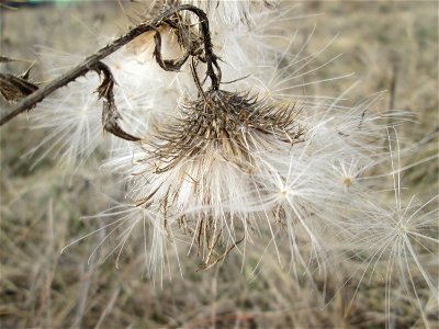 Gewöhnliche Kratzdistel (Cirsium vulgare) auf einer Reptilien- und Insekten-Schutzfläche bei Oftersheim