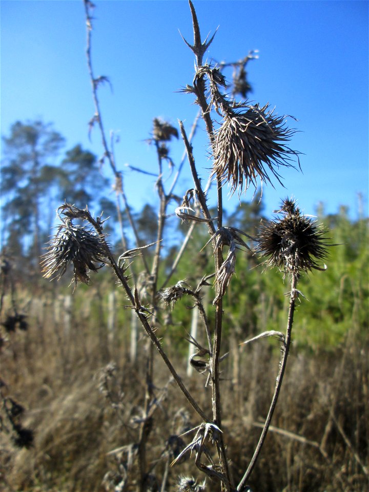 Gewöhnliche Kratzdistel (Cirsium vulgare) in der Schwetzinger Hardt