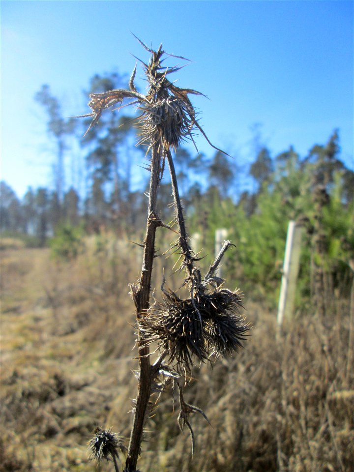 Gewöhnliche Kratzdistel (Cirsium vulgare) in der Schwetzinger Hardt