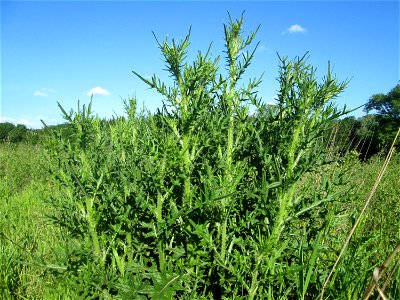 Gewöhnlichen Kratzdistel (Cirsium vulgare) im Naturschutzgebiet „Hochholz-Kapellenbruch“